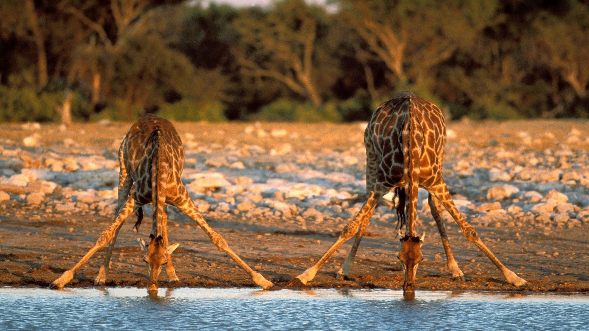 giraffe, Namibia, waterhole, Full HD Desktop Wallpaper