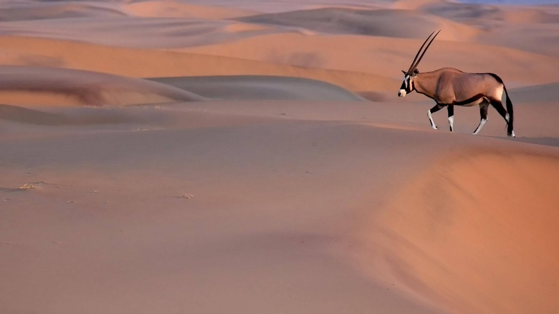 Namibia, oryx, golden sand dunes, Full HD Desktop Wallpaper