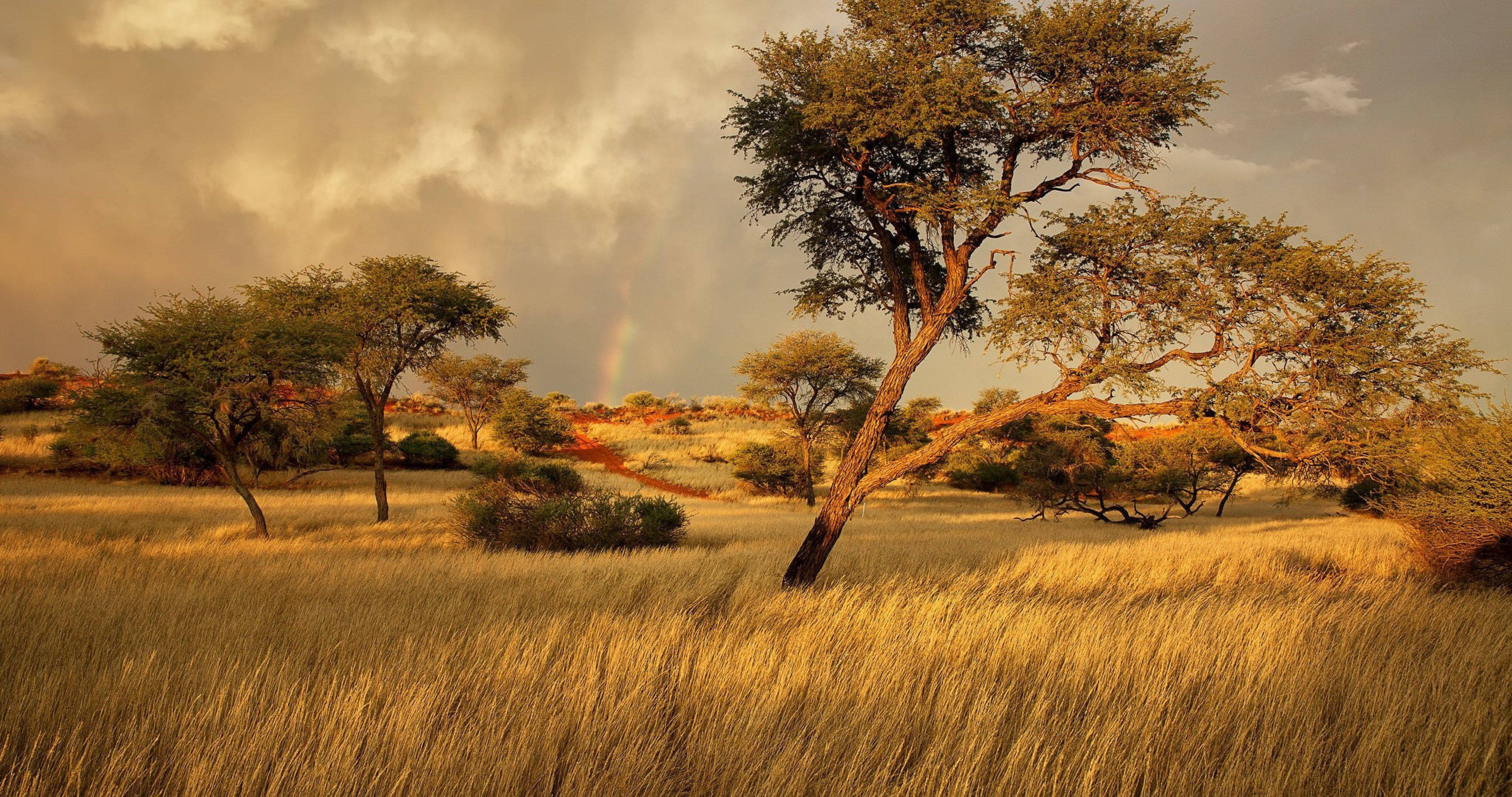 Namibia, ancient forest, acacia tree, 4K Desktop Wallpaper
