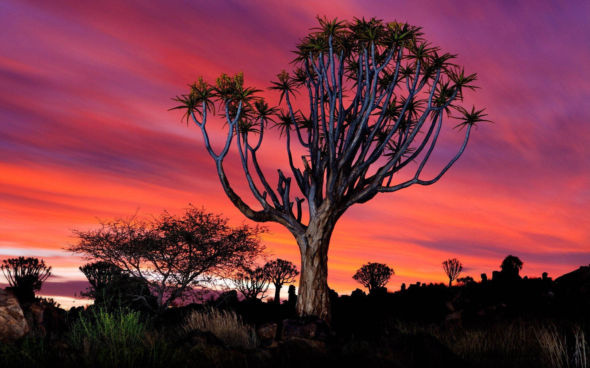 quiver tree, fiery sunset sky, magenta and orange clouds, Full HD Desktop Wallpaper