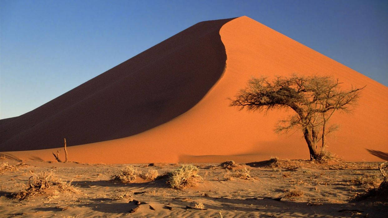Namibia, acacia tree, orange sand dune, SD Desktop Wallpaper