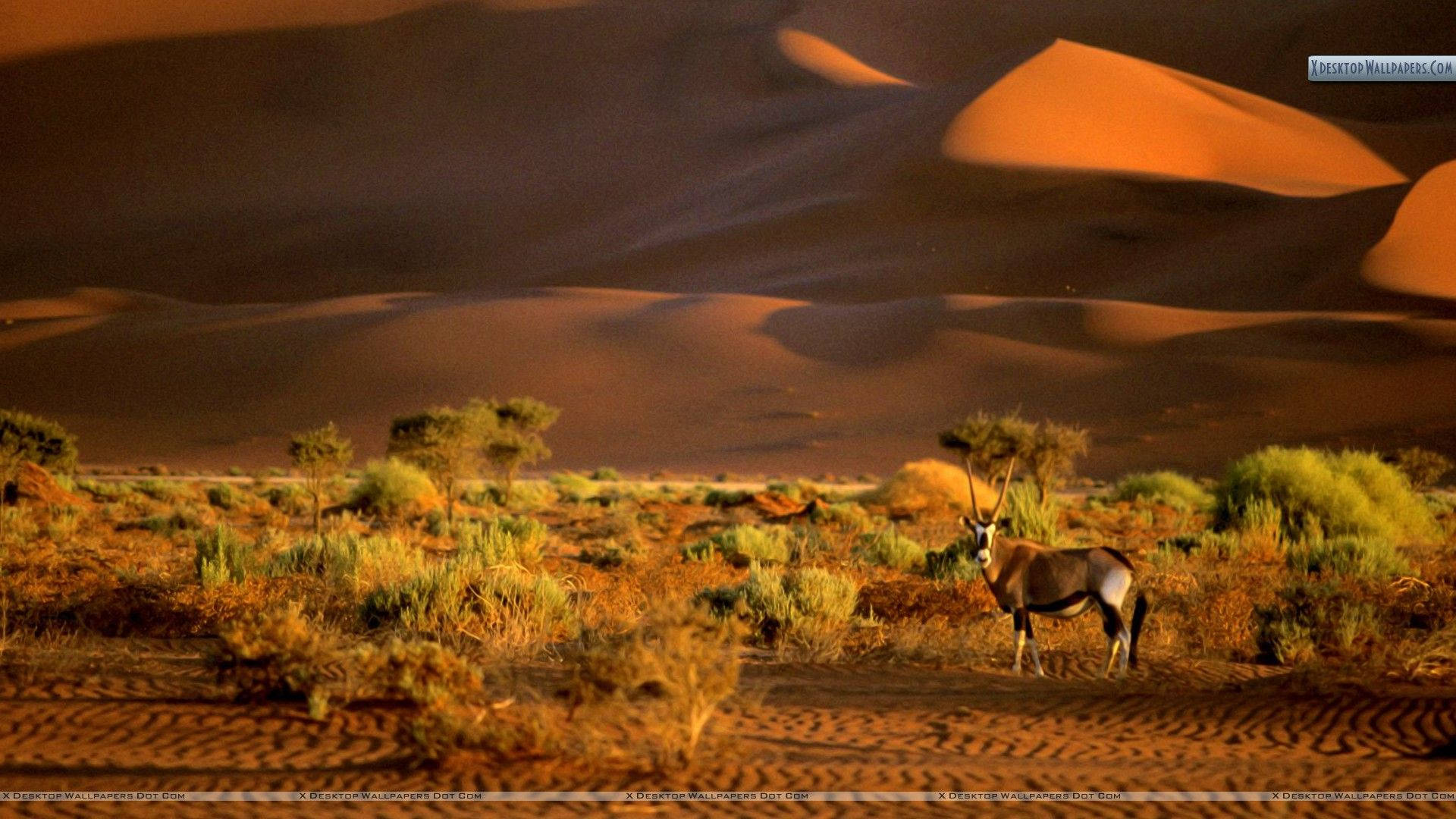 Namibia, oryx, golden dunes, Full HD Desktop Wallpaper