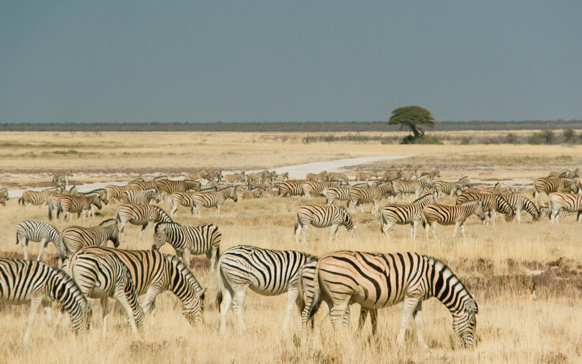 zebras, Namibia, golden grasslands, Full HD Desktop Wallpaper