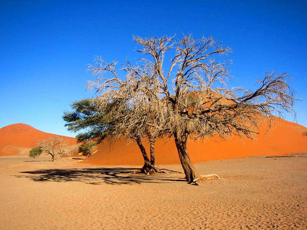 Namibia, dry tree, desert, SD Desktop Wallpaper