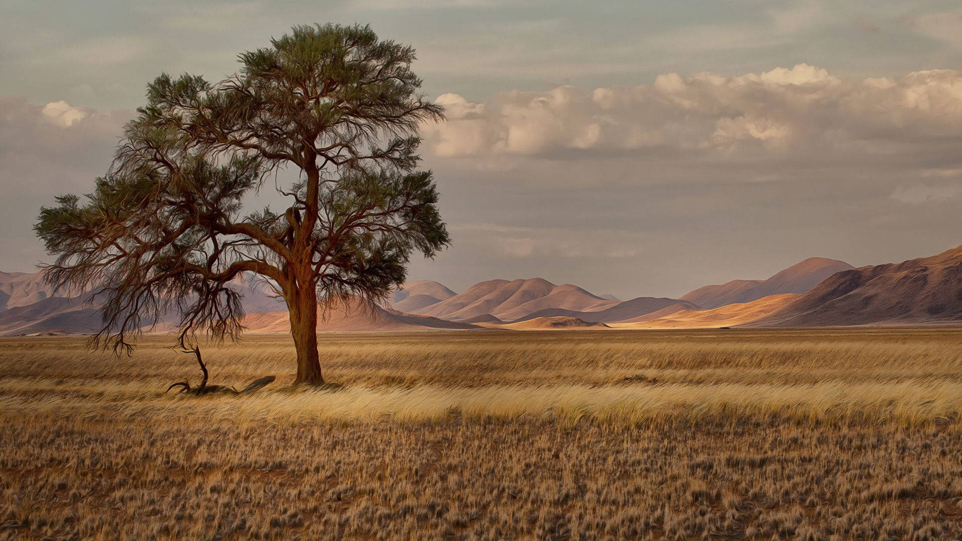 Namibia, savannah, golden grassland, Full HD Desktop Wallpaper