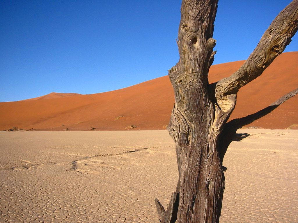 Namibia, tree bark, desert, SD Desktop Wallpaper