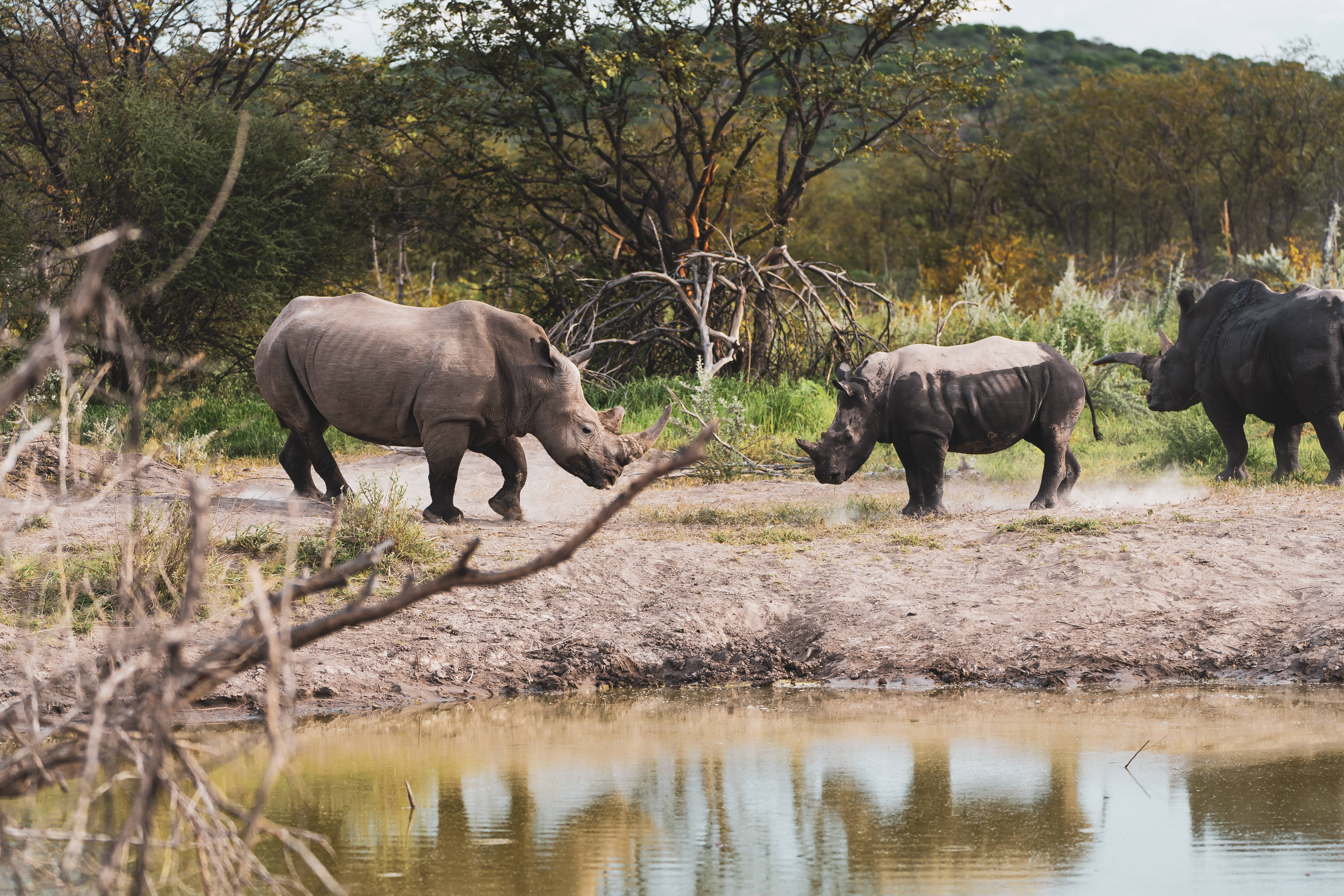rhinoceroses, Namibia, muddy watering hole, 5K Desktop Wallpaper