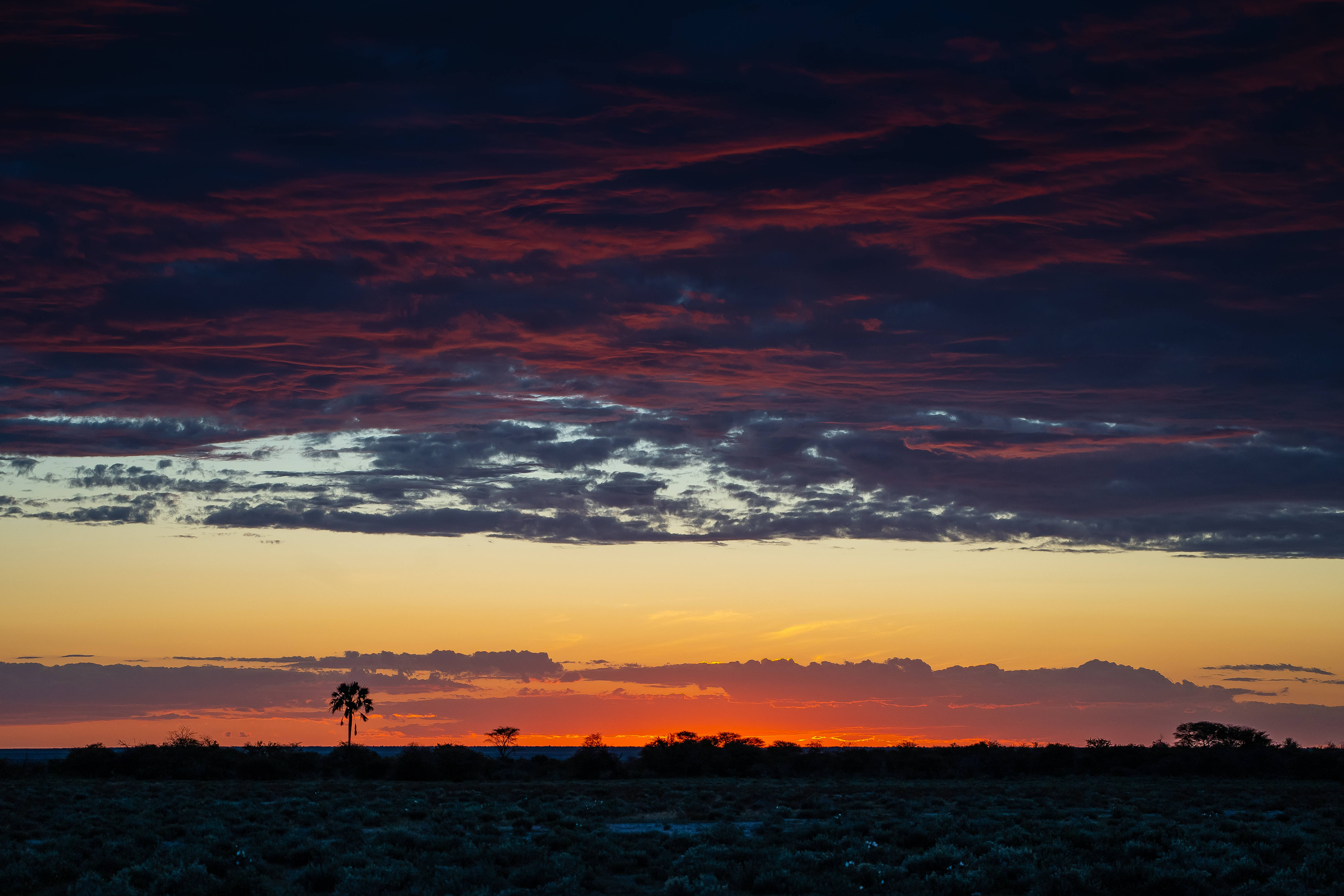 cloudy sunset, Namibia, palm tree, 5K Desktop Wallpaper