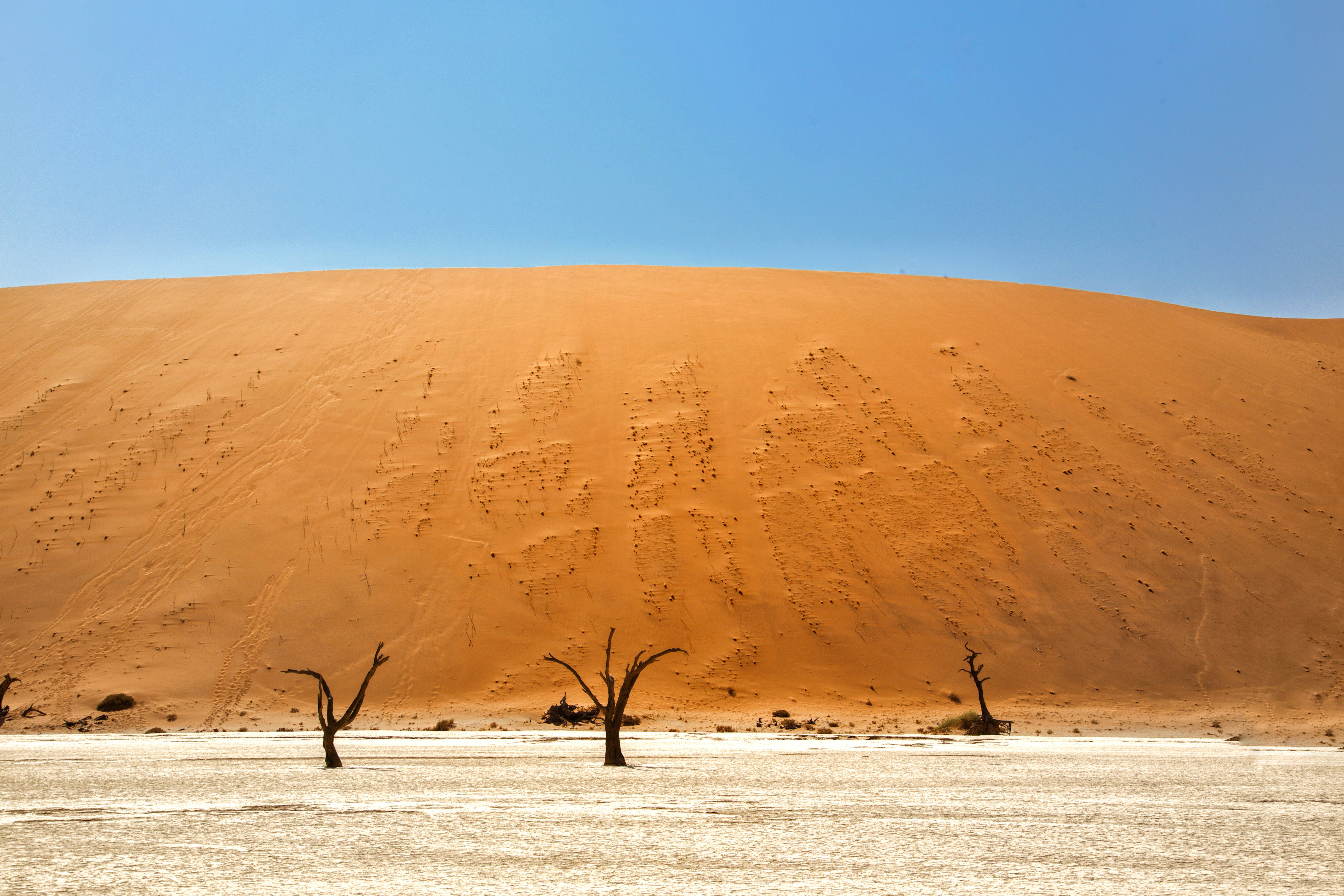 Namibia, grassy sand dunes, orange sand dune, 5K Desktop Wallpaper