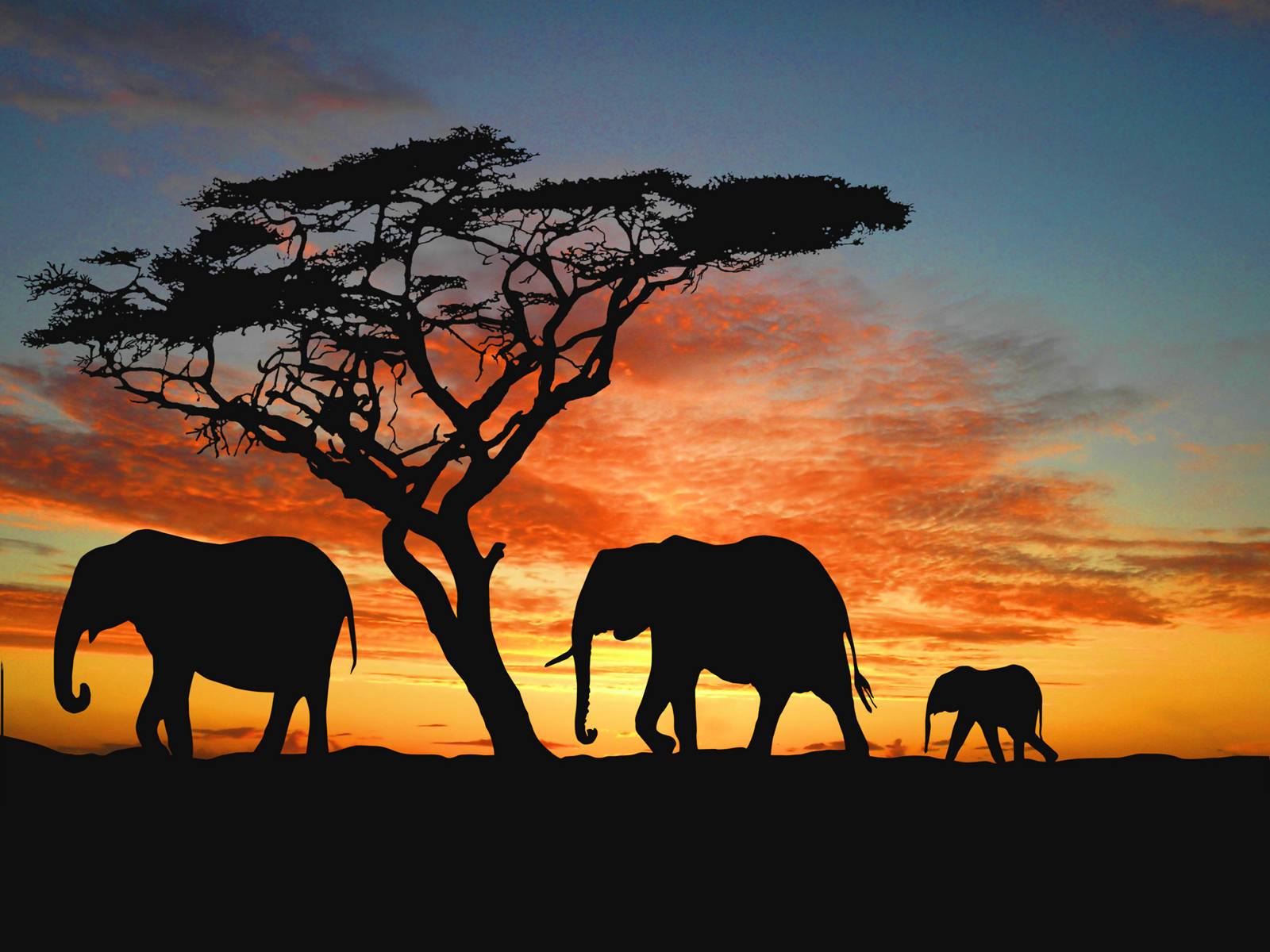 Namibia, elephants, acacia tree, HD Desktop Wallpaper