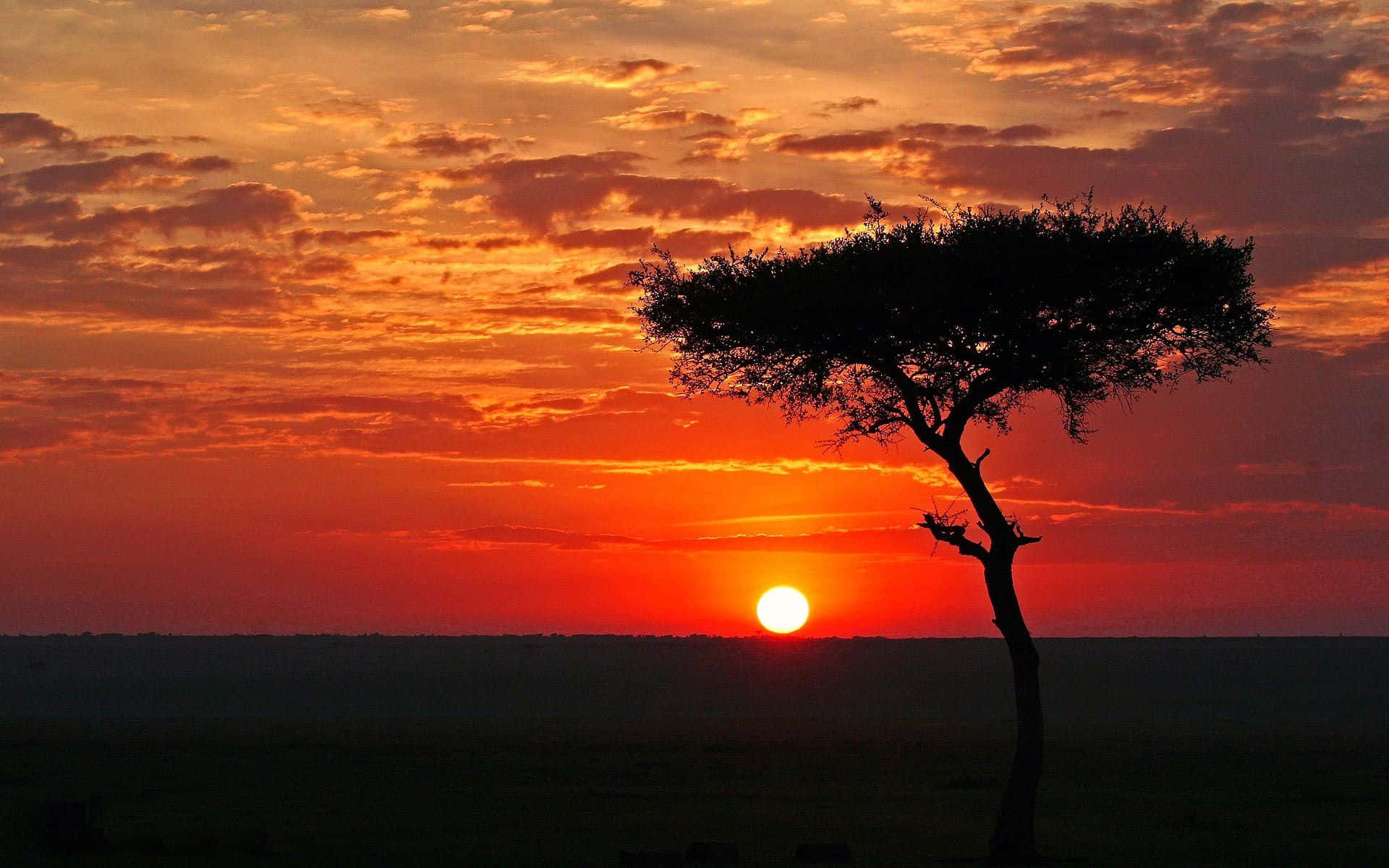 acacia tree, fiery orange and red sunset, African savanna, Full HD Desktop Wallpaper