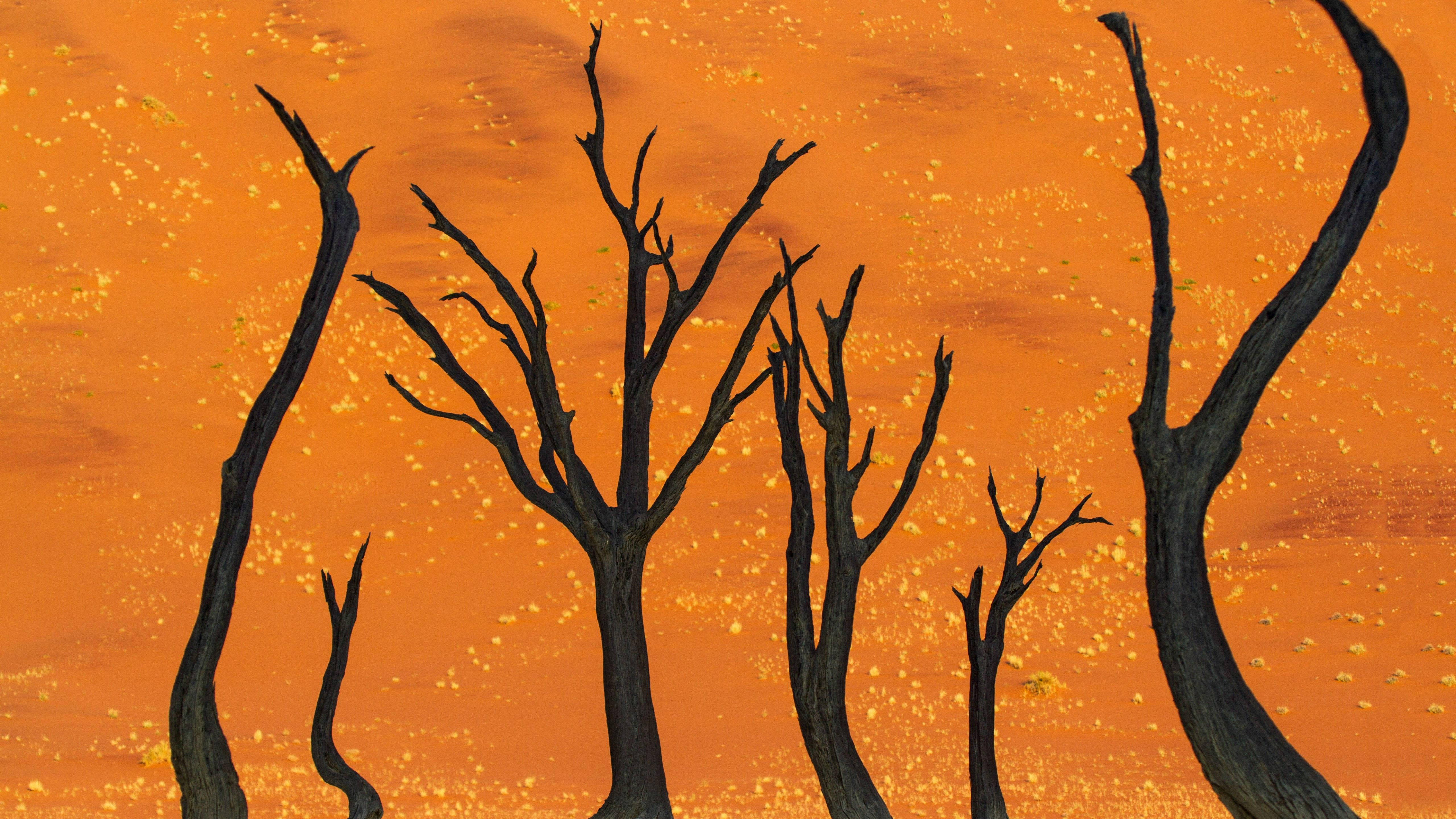 Namibia, camel thorn tree, vibrant orange sky, 5K Desktop Wallpaper