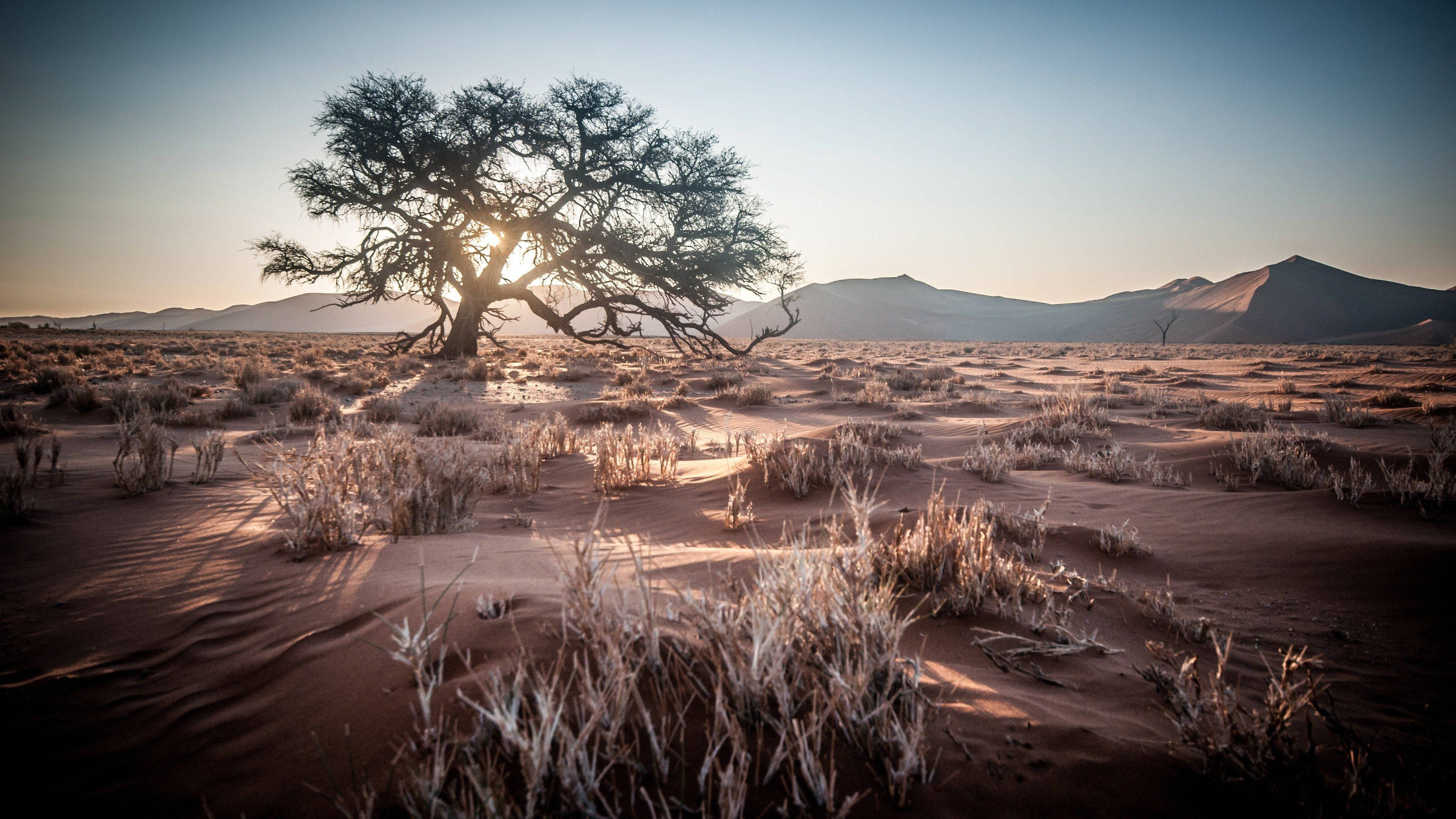 Namibia, golden sunset, vast desert, 4K Desktop Wallpaper