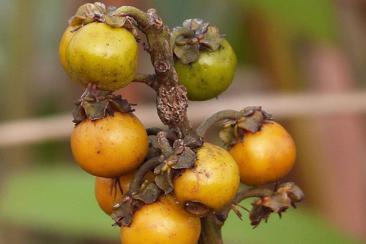 Nance, fruit on stem, yellow and green berries, HD Desktop Wallpaper