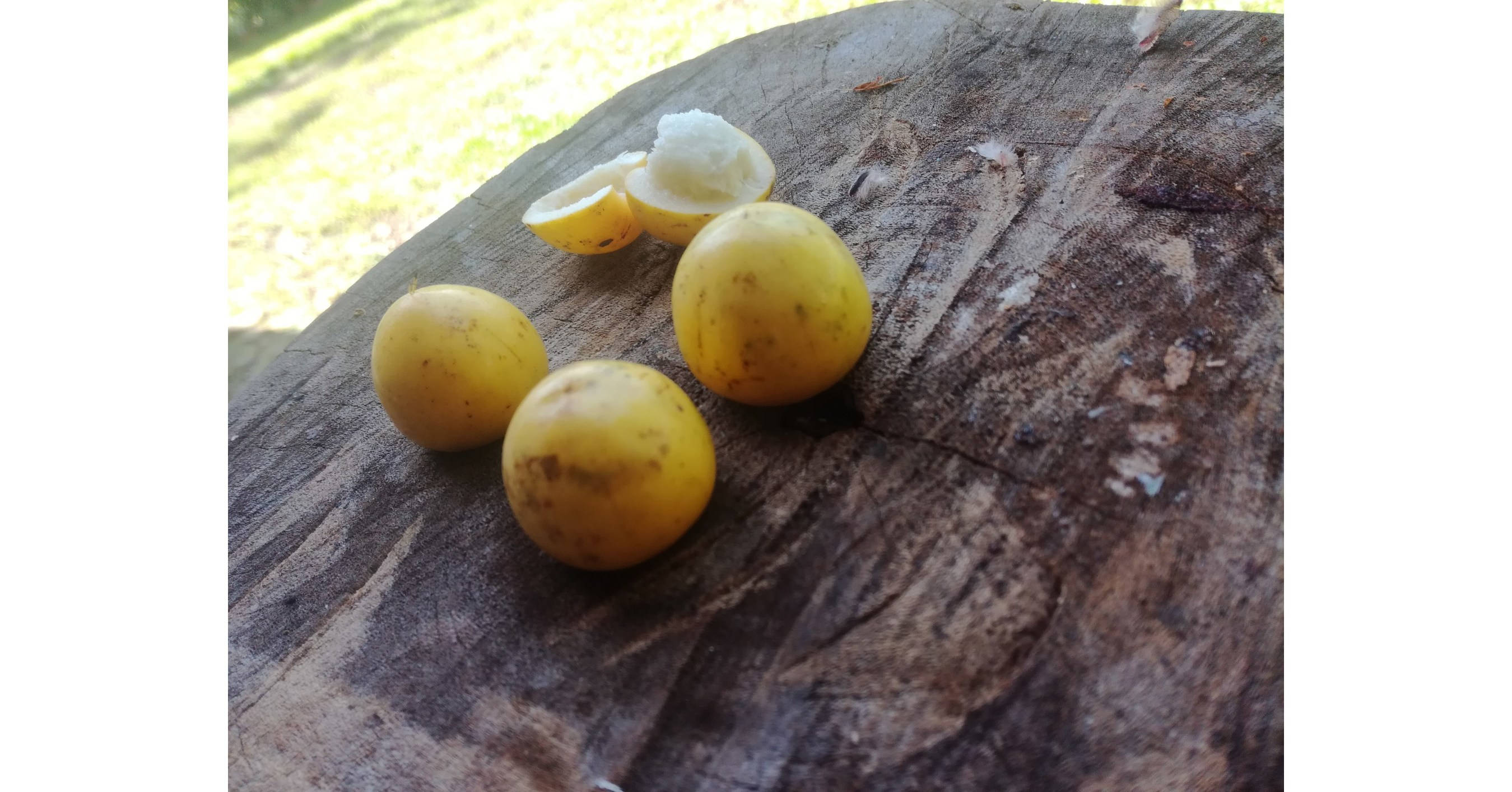 Nance, yellow round fruits, white flesh, 2K Desktop Wallpaper