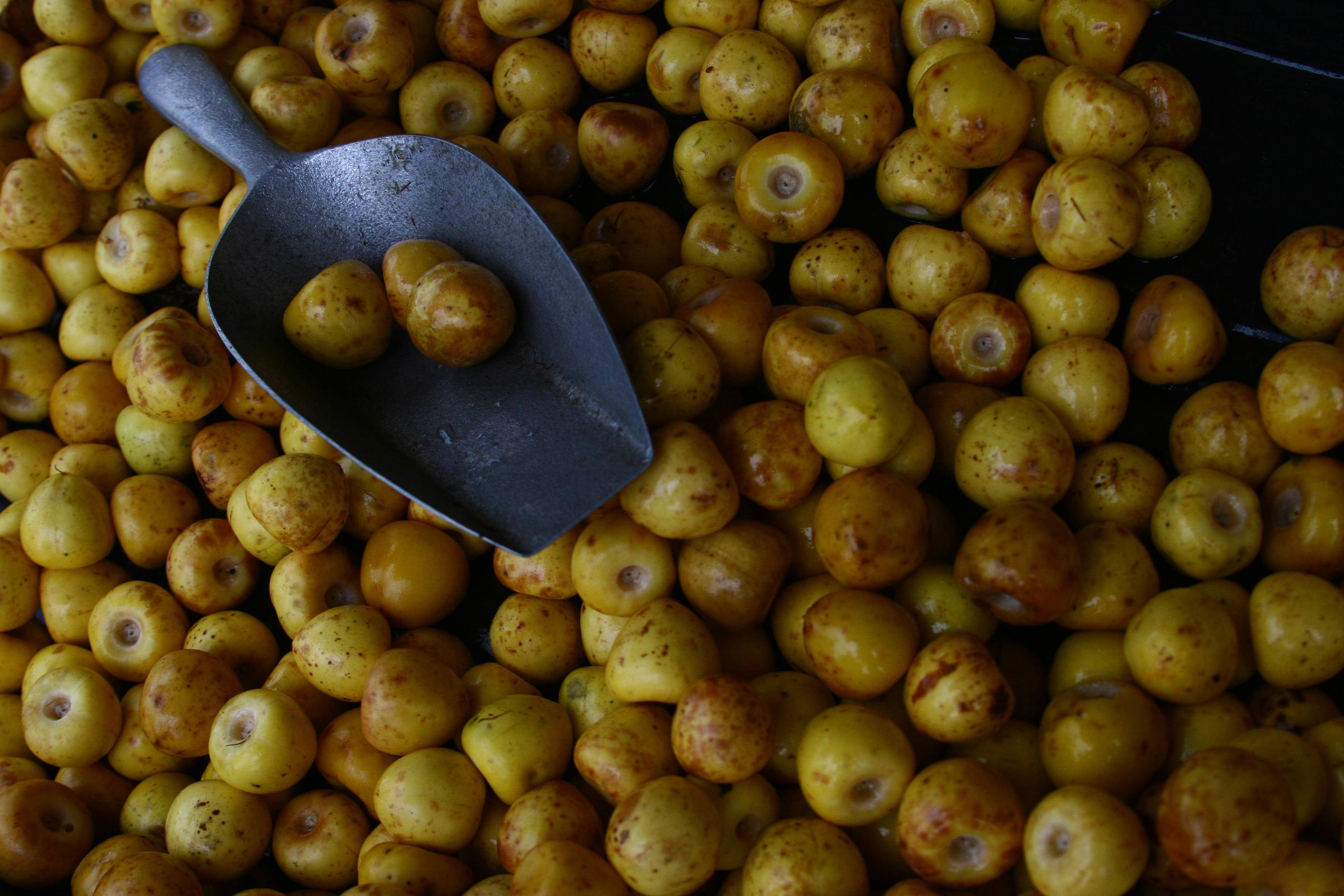 Nance, metal scoop, vibrant pile, 2K Desktop Wallpaper