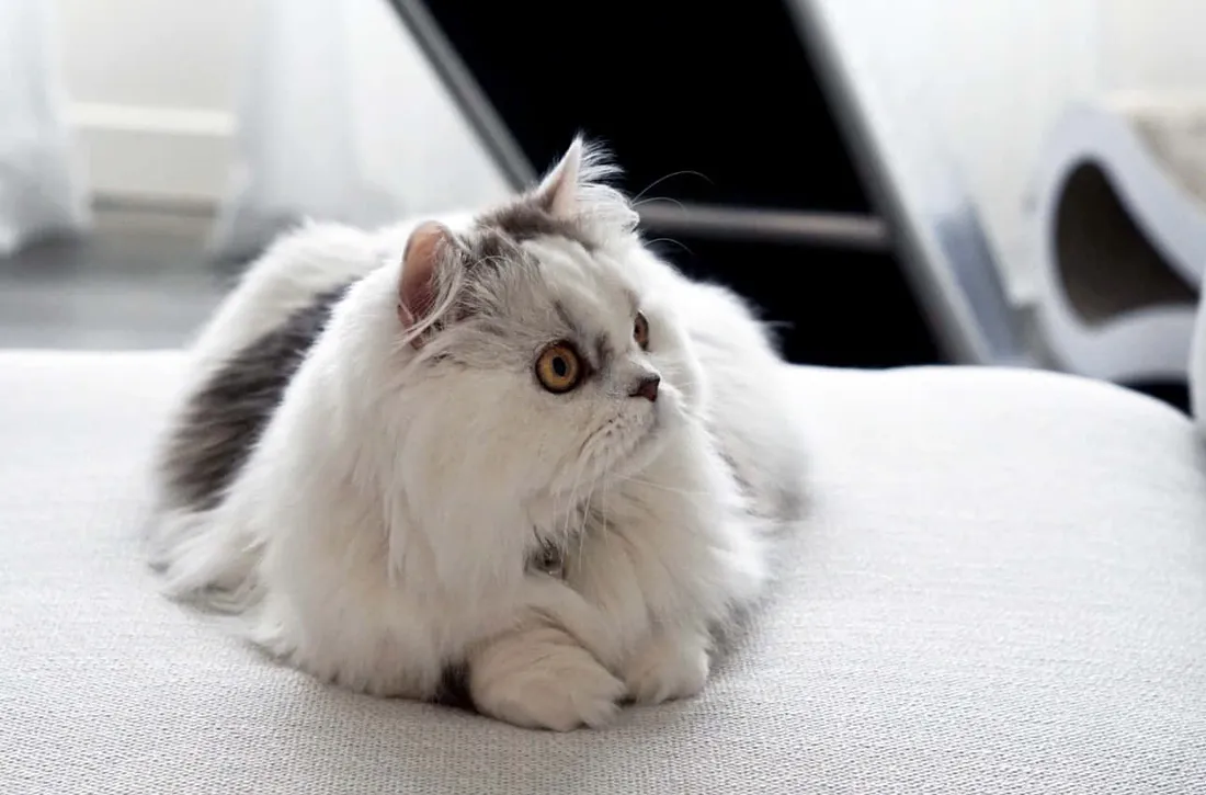 Napoleon Cat