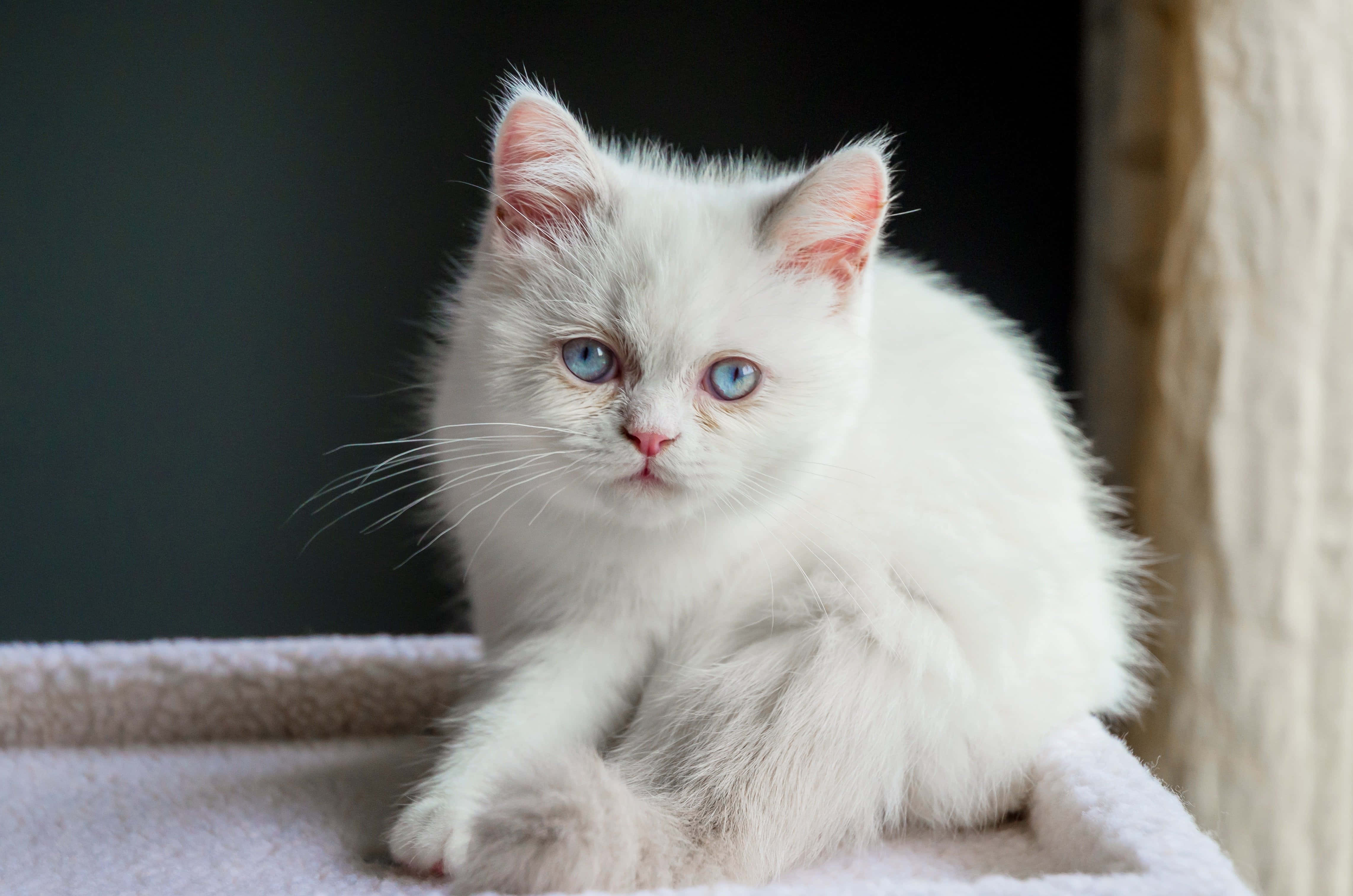 Napoleon Cat, fluffy white kitten, striking blue eyes, 4K Desktop Wallpaper