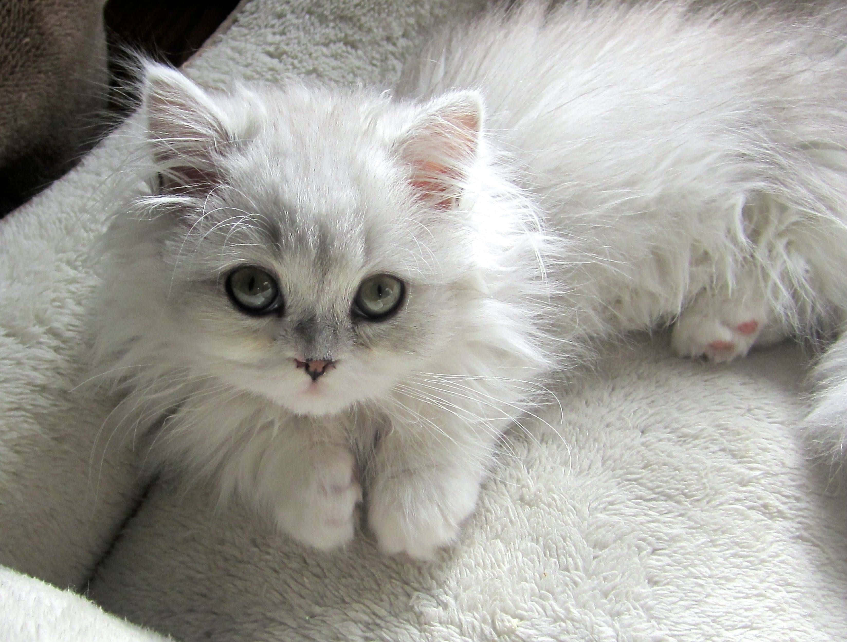 Napoleon Cat, fluffy white kitten, green eyes, 2K Desktop Wallpaper