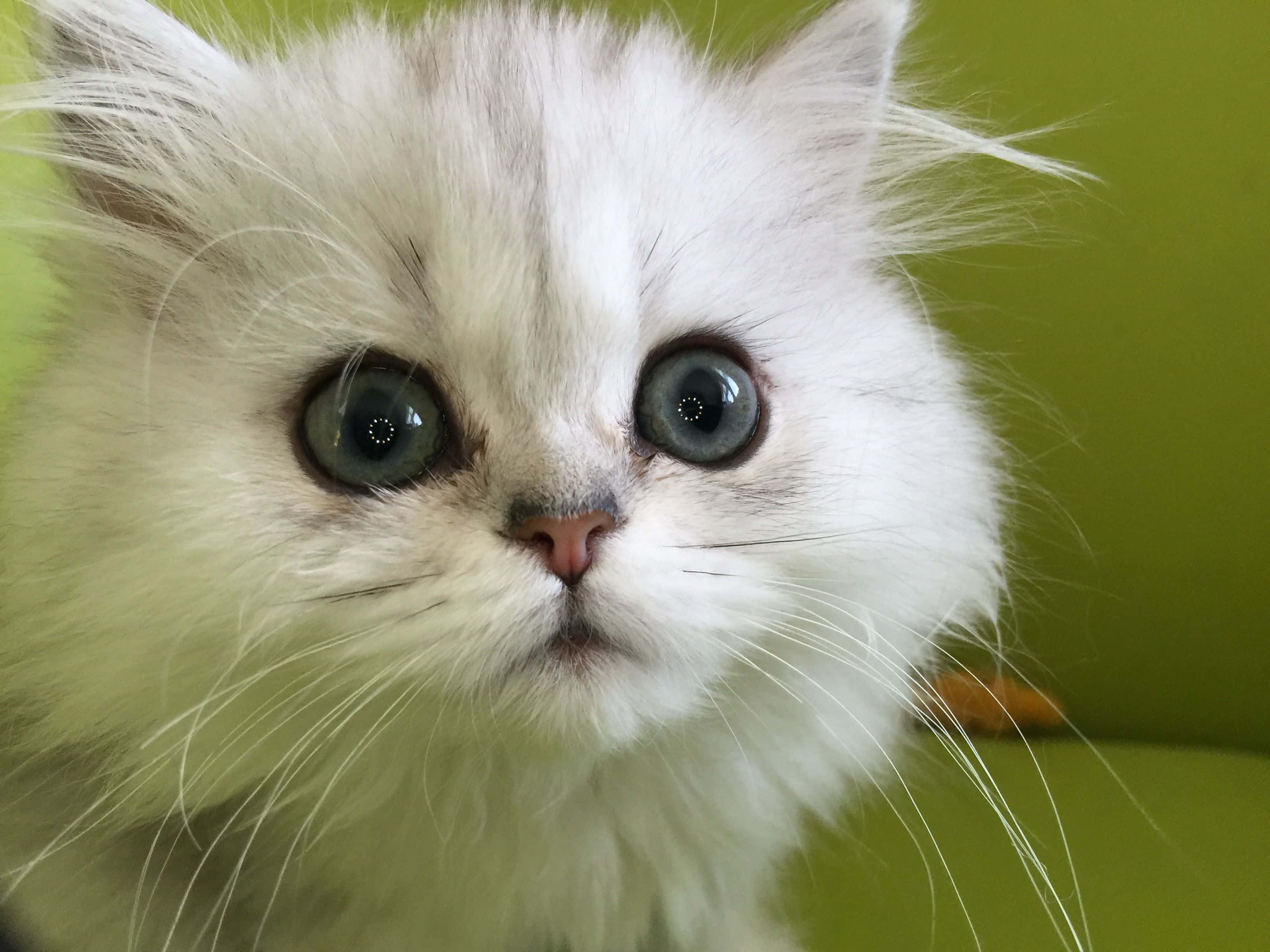 Napoleon Cat, 3264 x 2448, fluffy white cat, 2K Desktop Wallpaper