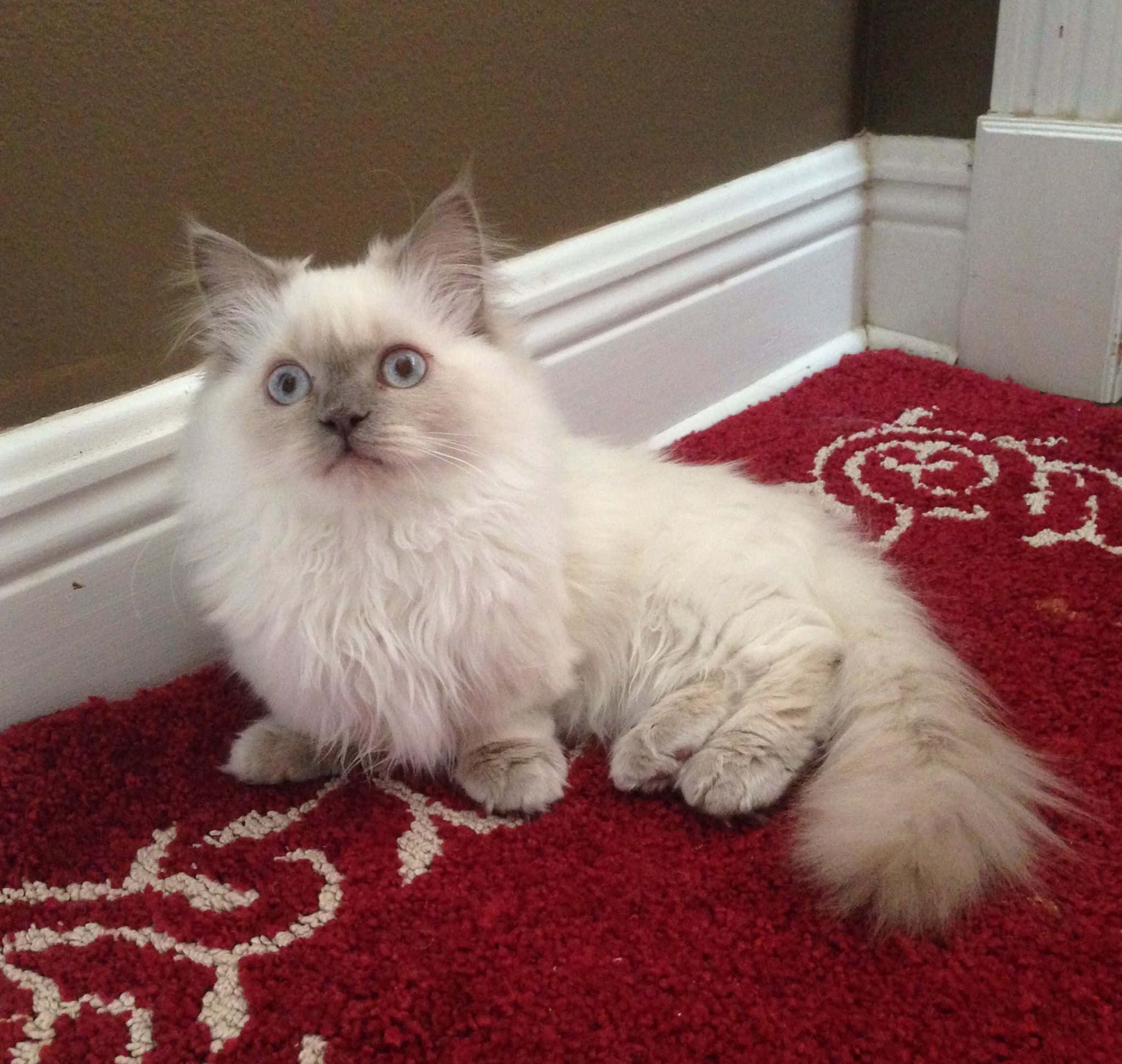 Napoleon Cat, white cat, blue eyes, Full HD Desktop Wallpaper