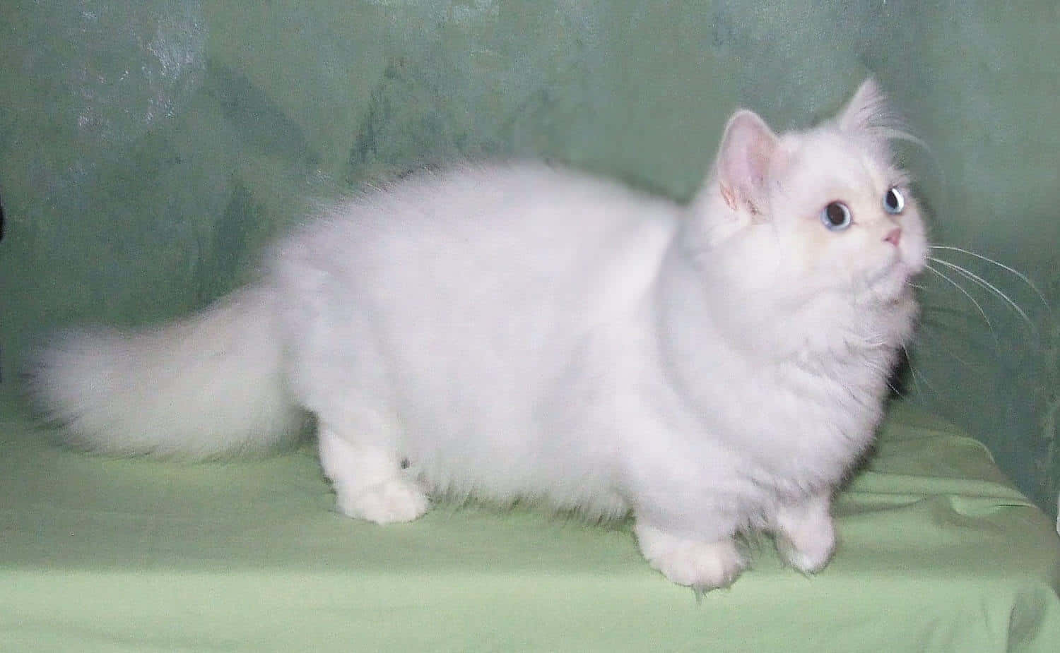 Napoleon Cat, fluffy white cat, wide blue eyes, HD Desktop Wallpaper