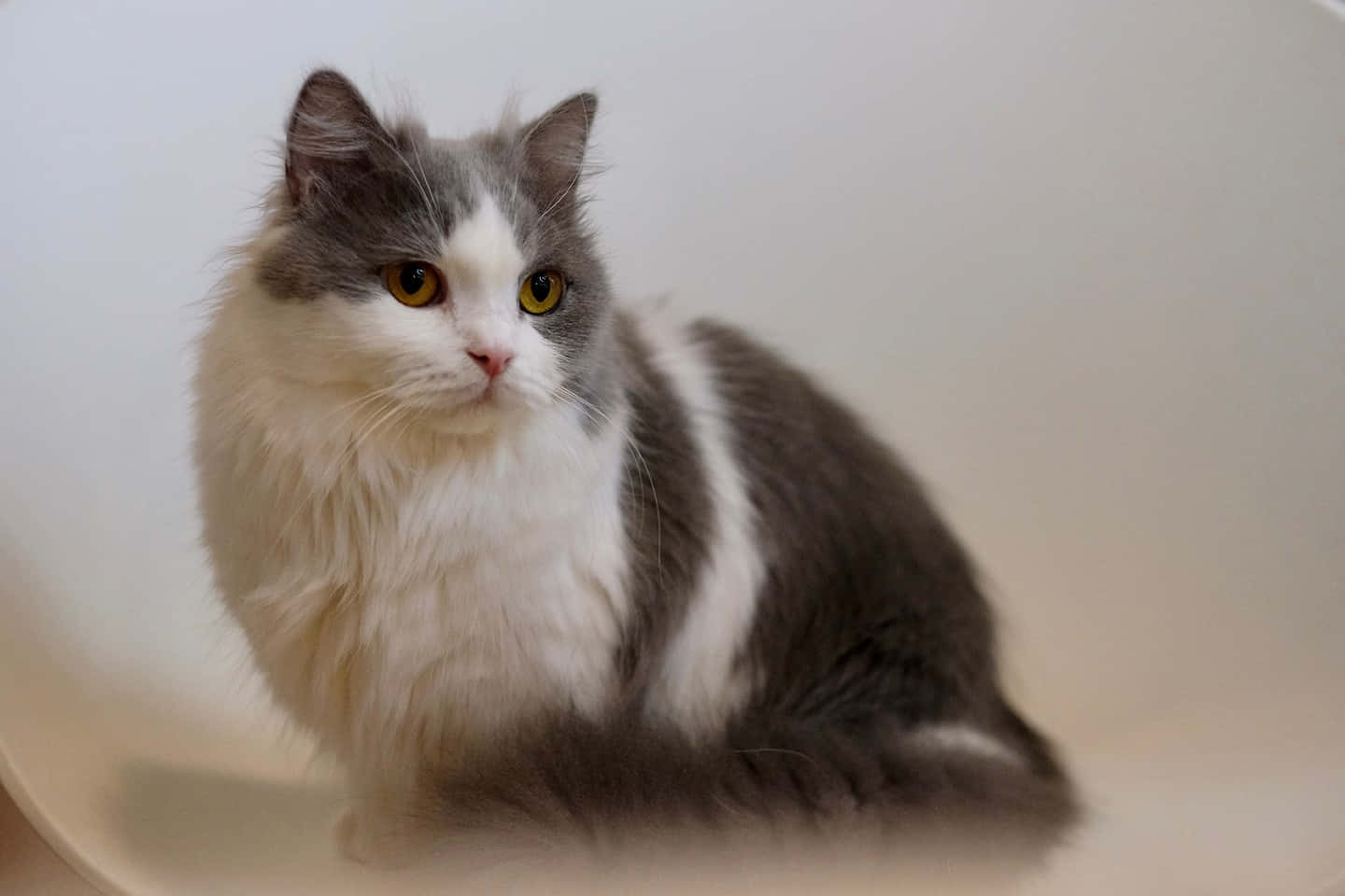Napoleon Cat, fluffy gray and white cat, striking yellow eyes, HD Desktop Wallpaper