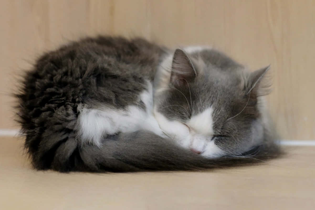 Napoleon Cat, fluffy gray and white cat, light wooden floor, SD Desktop Wallpaper