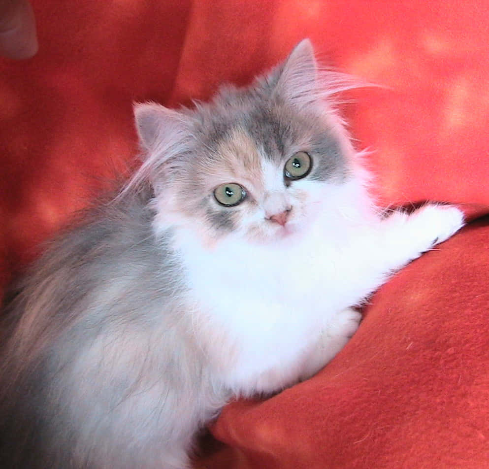 Napoleon Cat, calico kitten, green eyes, SD Desktop Wallpaper