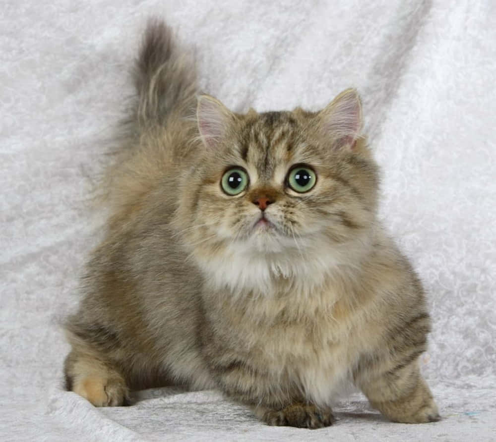 Napoleon Cat, fluffy tabby kitten, striking green eyes, SD Desktop Wallpaper