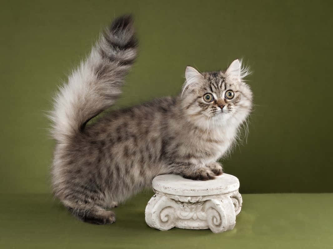 Napoleon Cat, fluffy tabby kitten, wide green eyes, SD Desktop Wallpaper