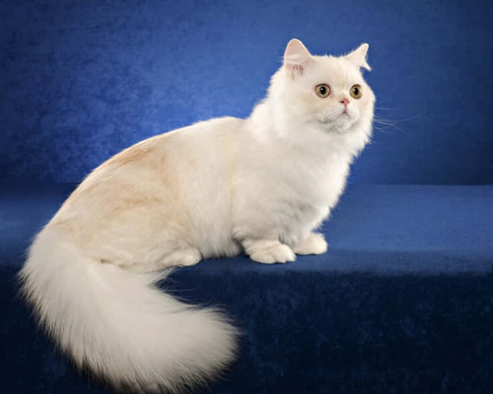 Napoleon Cat, fluffy white cat, amber eyes, SD Desktop Wallpaper