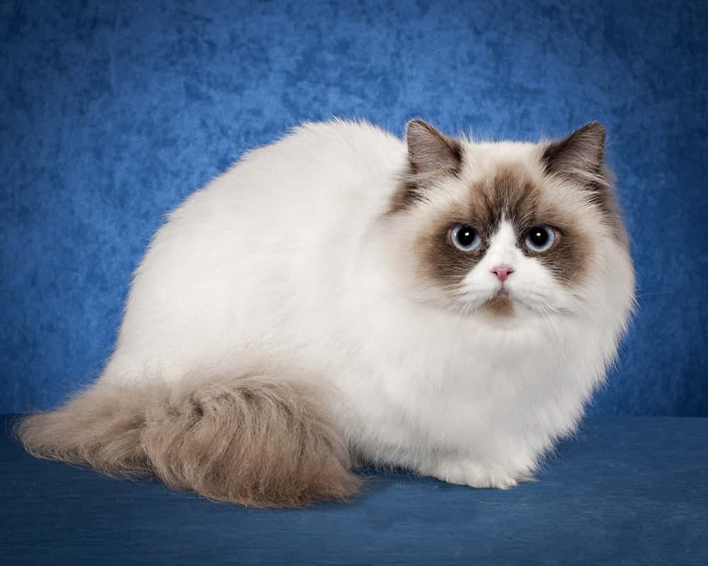 Napoleon Cat, fluffy white and brown cat, large blue eyes, SD Desktop Wallpaper
