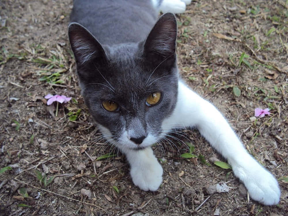 Napoleon Cat, gray and white cat, amber eyes, SD Desktop Wallpaper