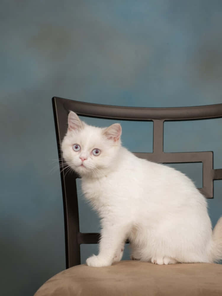 Napoleon Cat, fluffy white kitten, wide blue eyes, SD Phone Wallpaper
