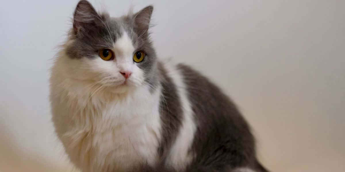 Napoleon Cat, fluffy gray and white cat, striking yellow eyes, SD Desktop Wallpaper