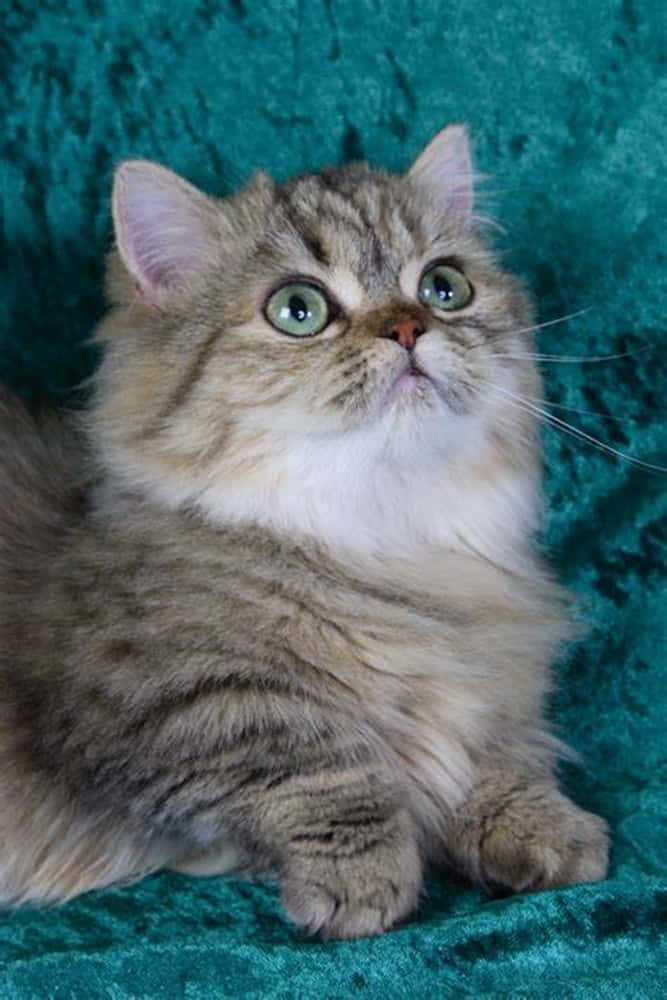 Napoleon Cat, fluffy tabby kitten, wide green eyes, SD Phone Wallpaper