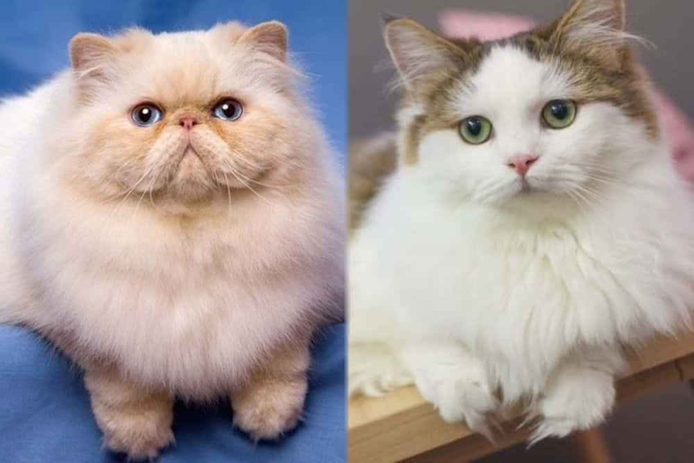 Napoleon Cat, cream Persian, white tabby, SD Desktop Wallpaper