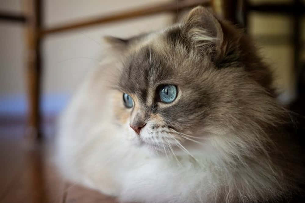 Napoleon Cat, fluffy cat, striking blue eyes, SD Desktop Wallpaper