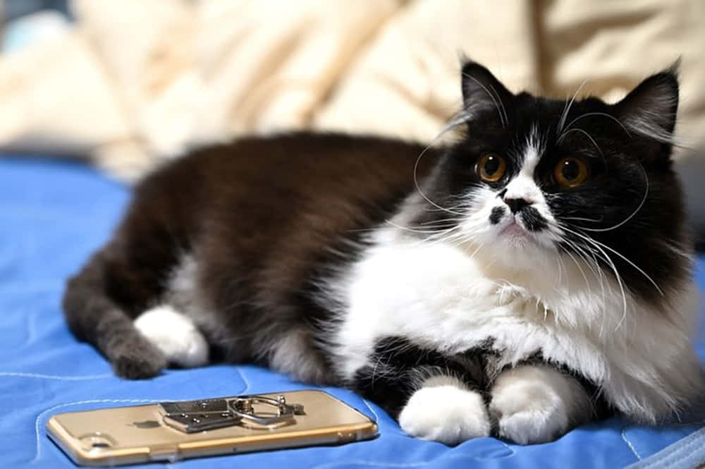 Napoleon Cat, black and white cat, blue quilt, SD Desktop Wallpaper