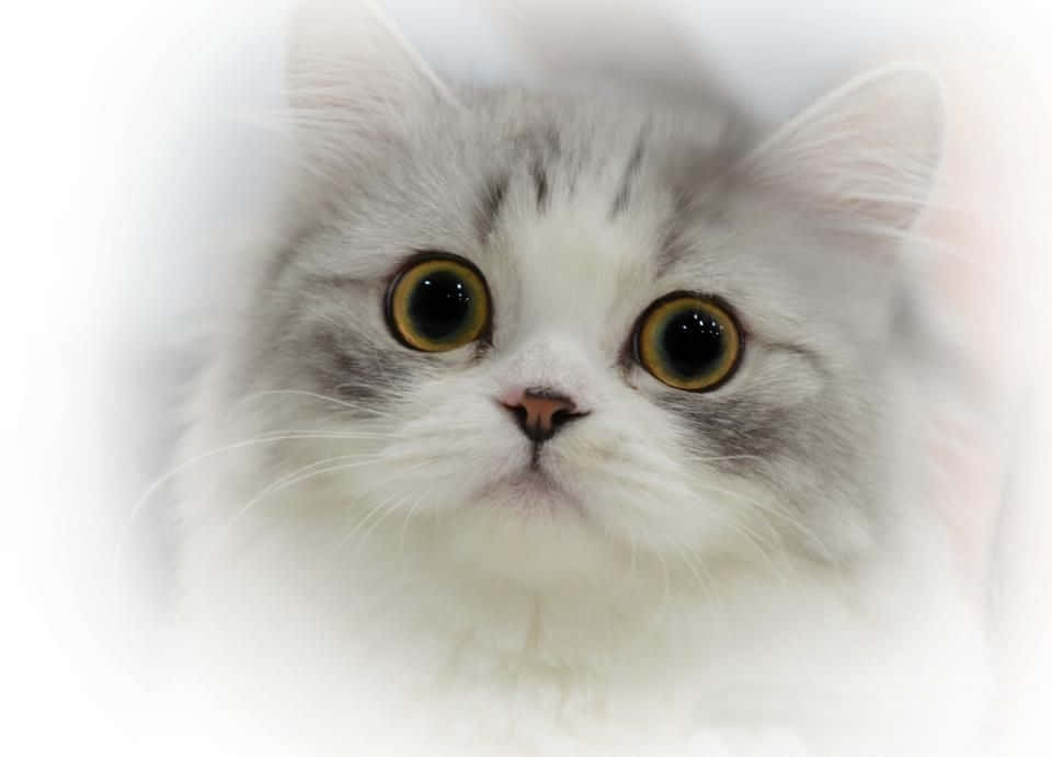 Napoleon Cat, fluffy white cat, wide golden eyes, SD Desktop Wallpaper