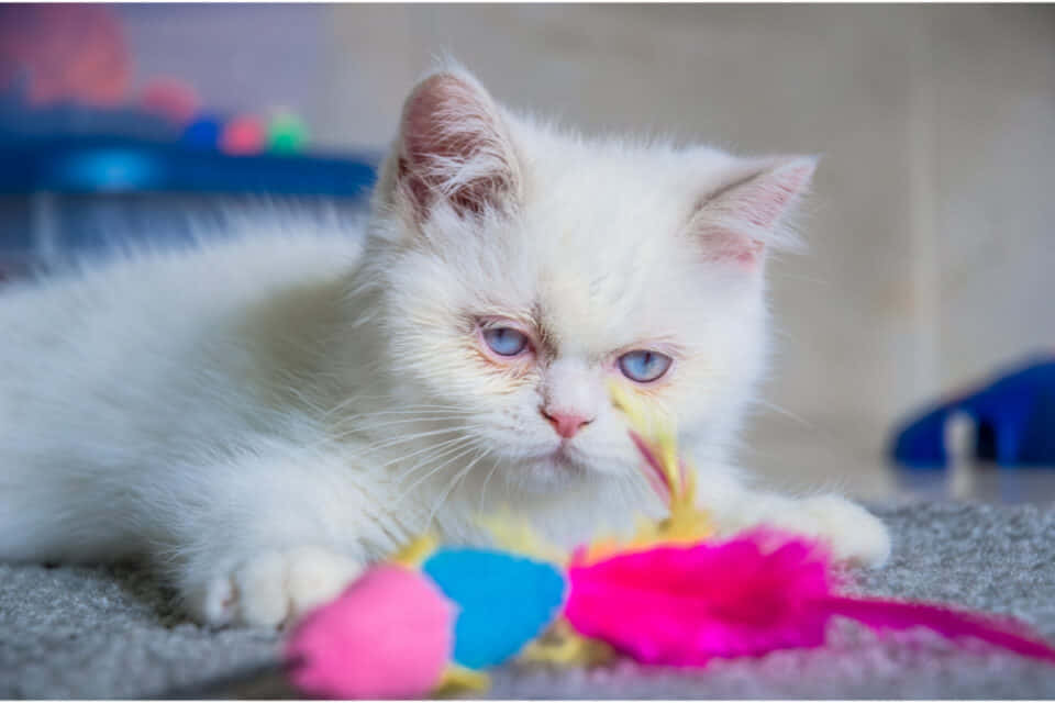 Napoleon Cat, fluffy white kitten, striking blue eyes, SD Desktop Wallpaper