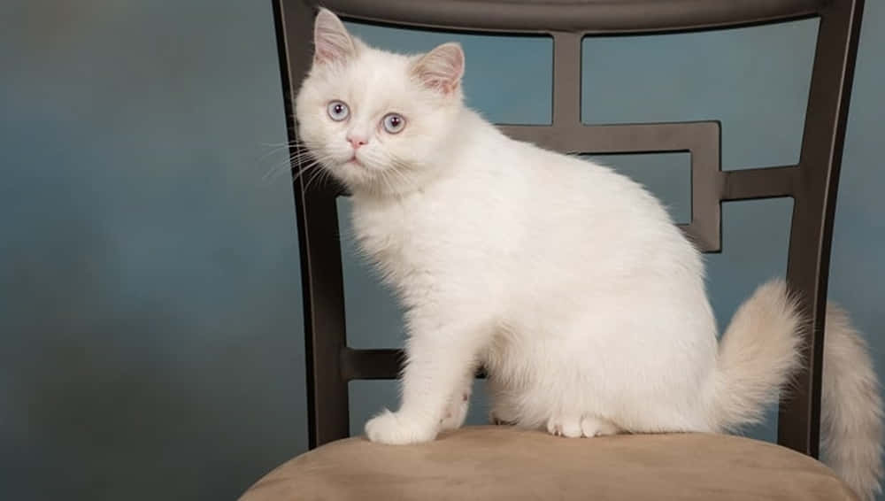 Napoleon Cat, fluffy white kitten, striking blue eyes, SD Desktop Wallpaper