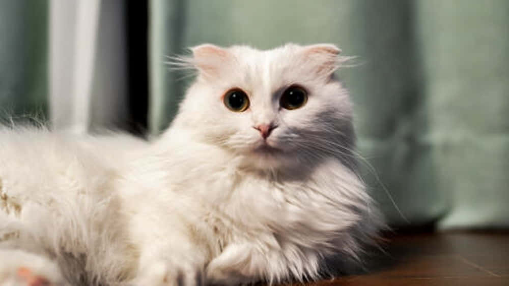Napoleon Cat, fluffy white cat, large golden eyes, SD Desktop Wallpaper