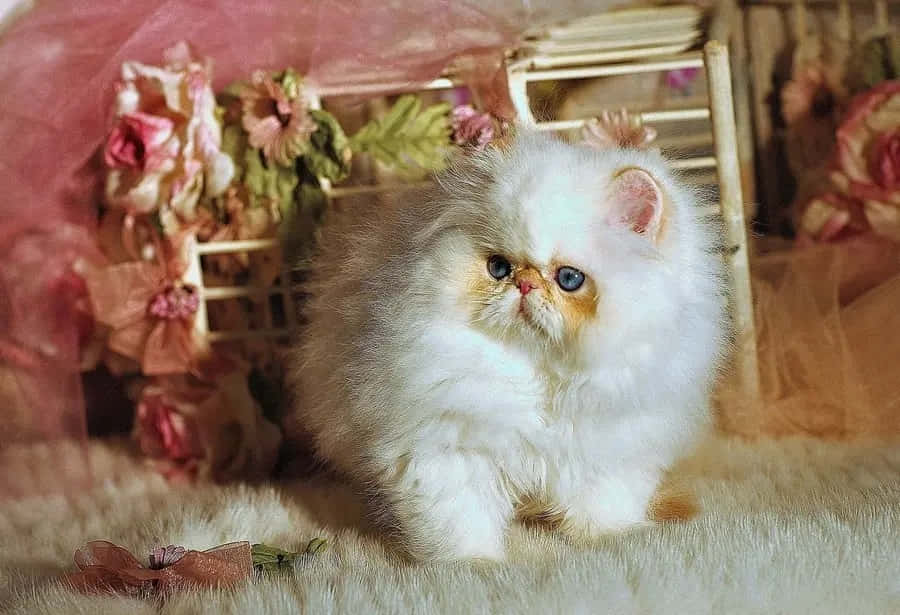 Napoleon Cat, fluffy white Persian kitten, blue eyes, SD Desktop Wallpaper