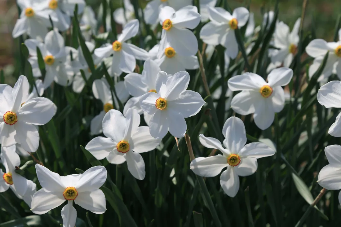 Narcissus flower