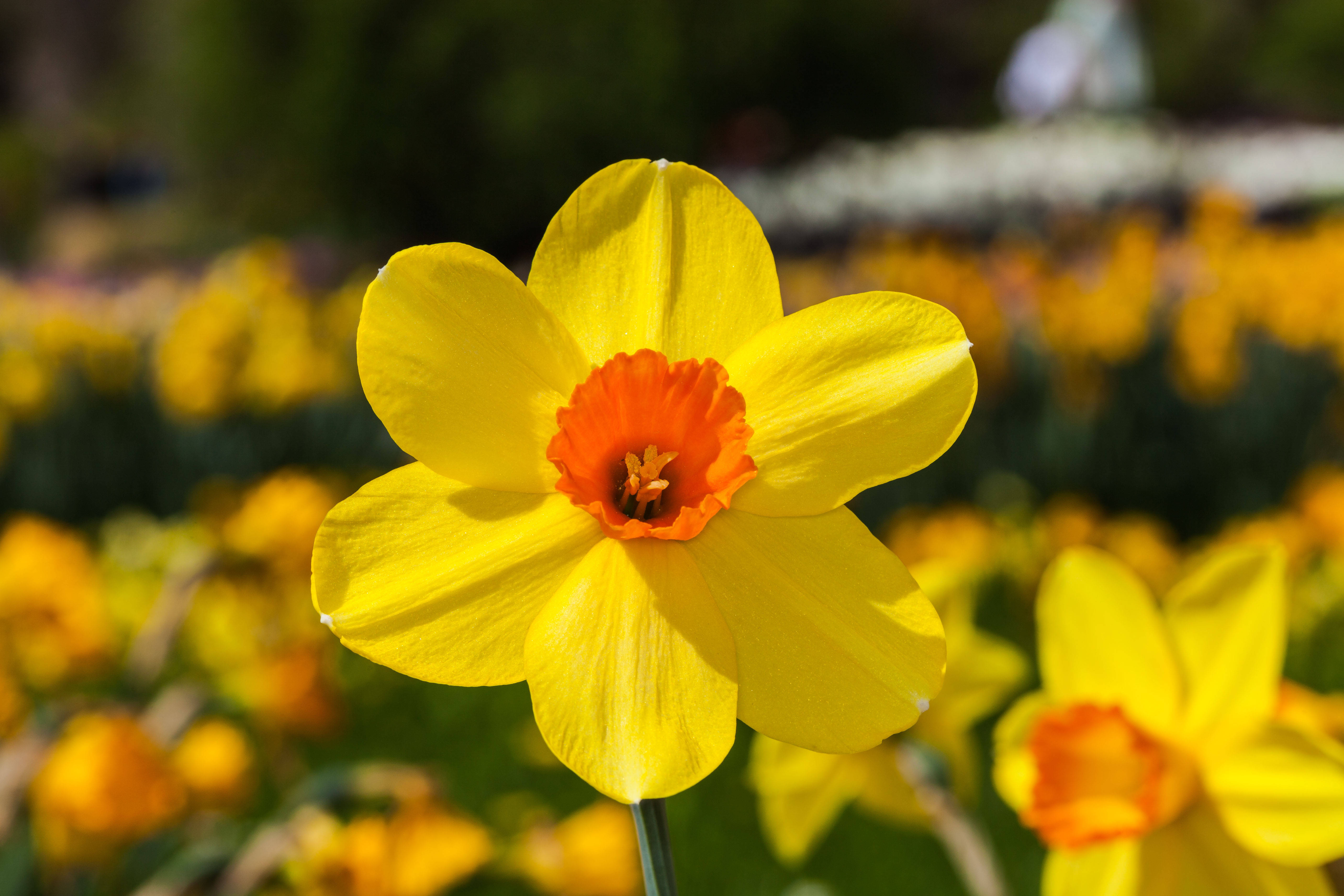 red devon, narcissus flower, vivid red devon narcissus flower, 5K Desktop Wallpaper