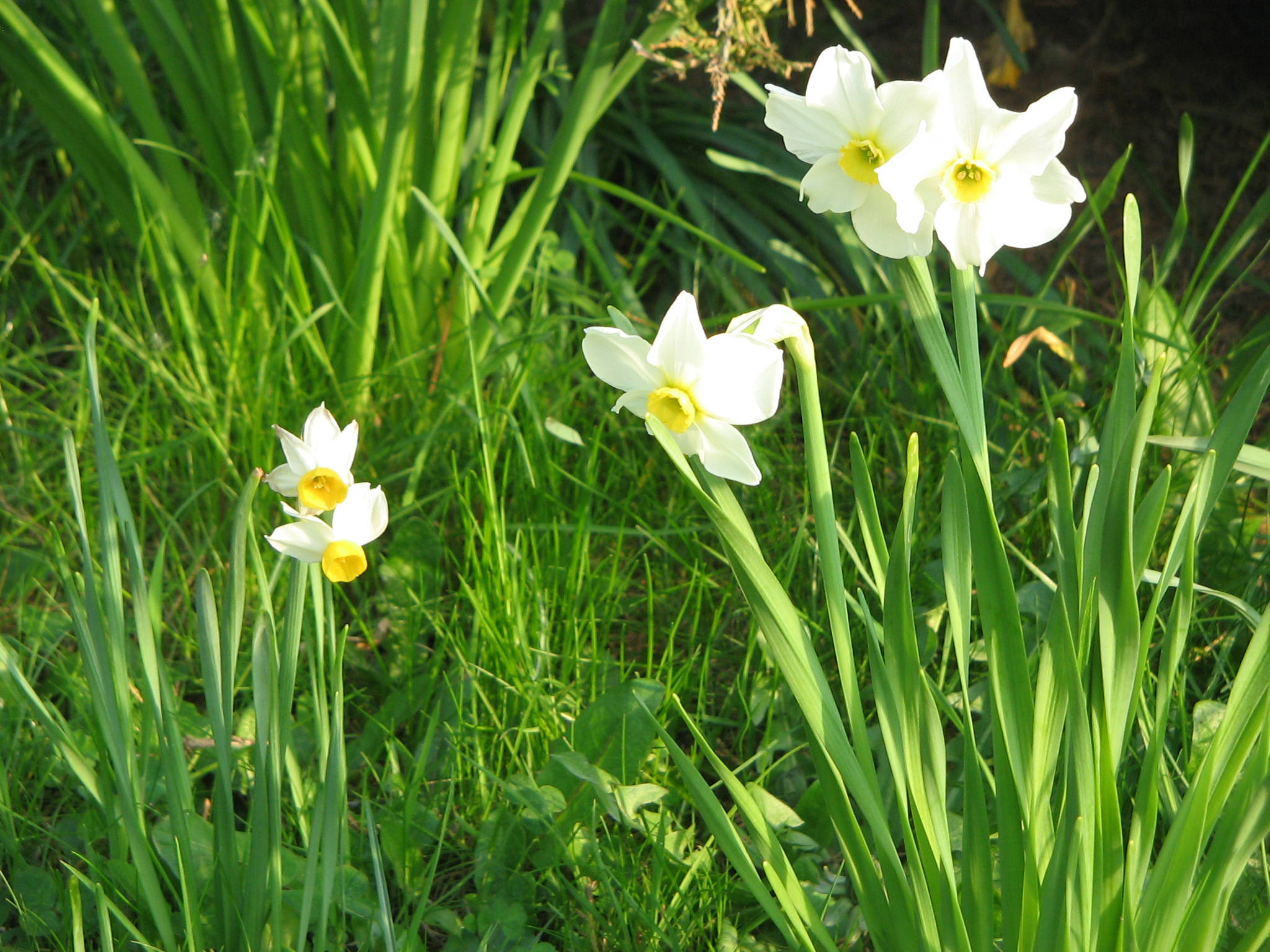 Canaliculatus narcissus, Biflorus narcissus, white daffodils, Full HD Desktop Wallpaper