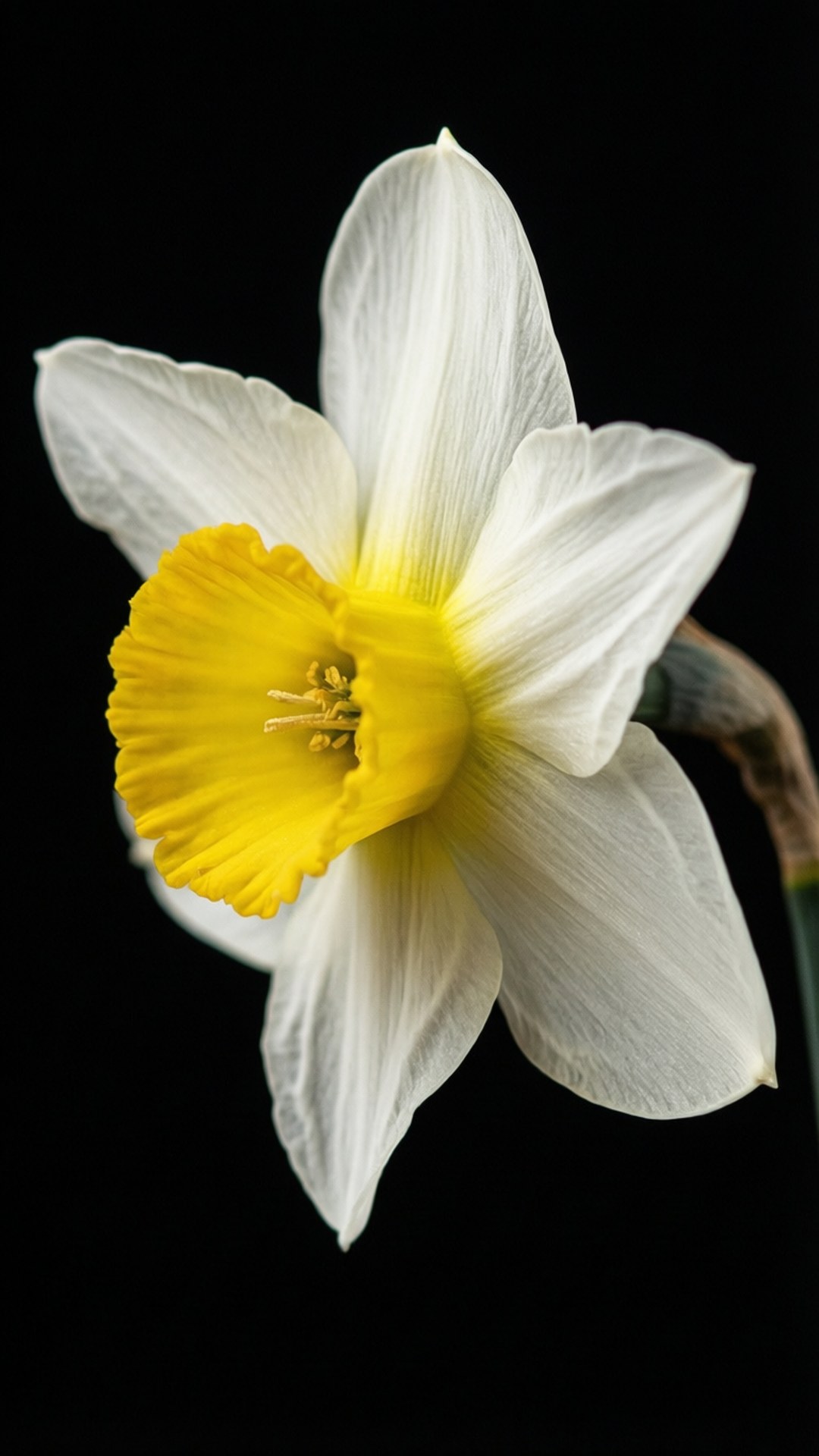 narcissus, white daffodil, bright yellow trumpet, Full HD Phone Wallpaper
