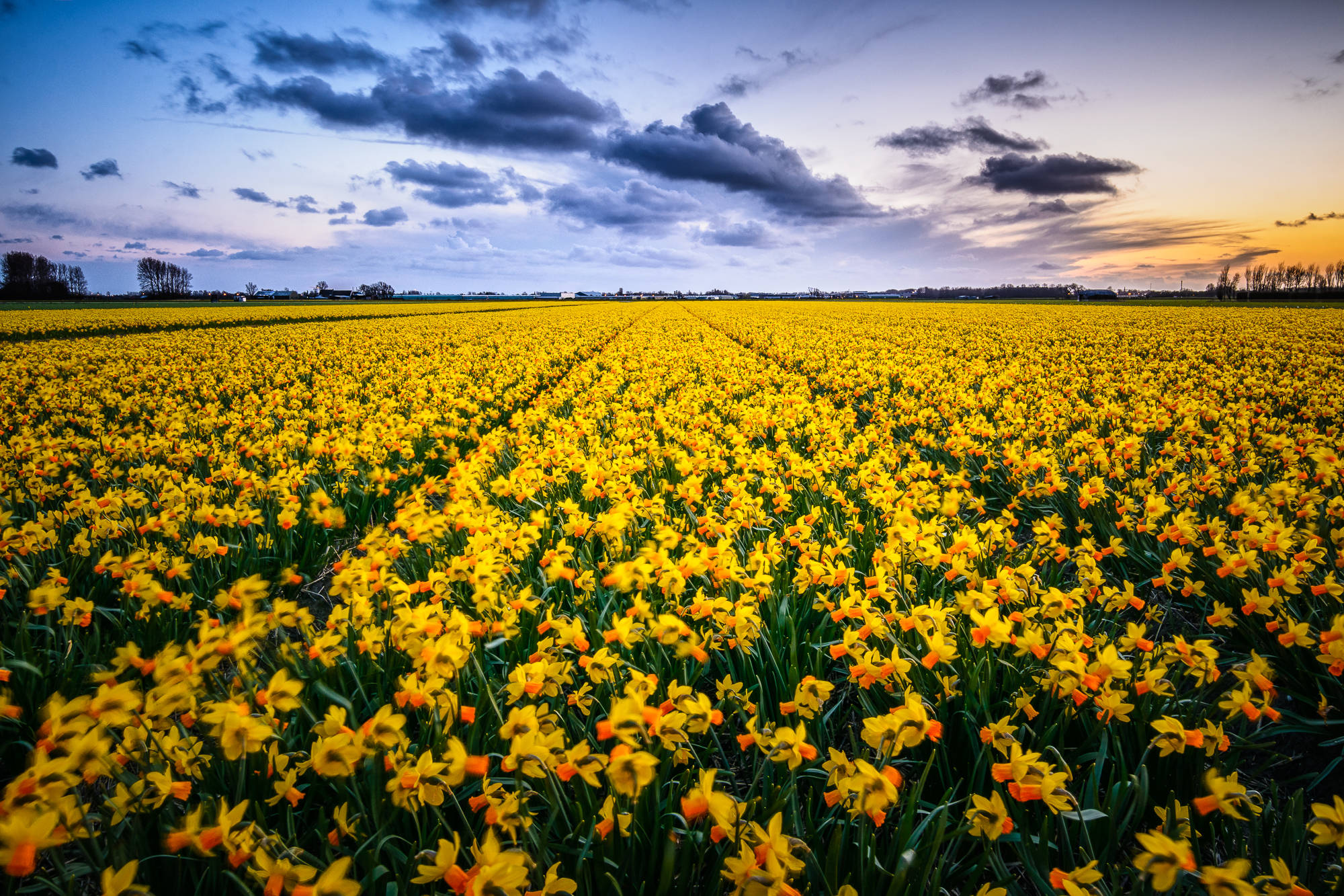 yellow narcissus flower field, vast field of vibrant yellow daffodils, twilight sky, Full HD Desktop Wallpaper